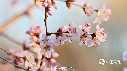 惊艳！北京桃花映日出梦幻又唯美