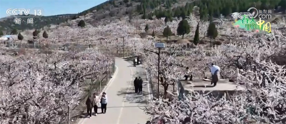 繁花竞放催热“春日经济” 多地围绕“春景产业”深耕文旅市场 繁花竞放催热“春日经济” 多地围绕“春景产业”深耕文旅市场