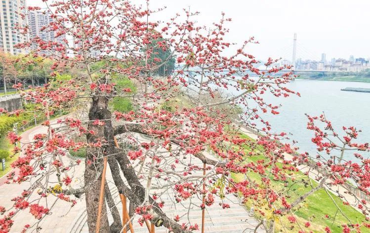 广西一地降下罕见春雪！未来几天天气是……