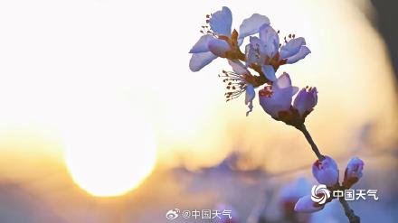 惊艳！北京桃花映日出梦幻又唯美