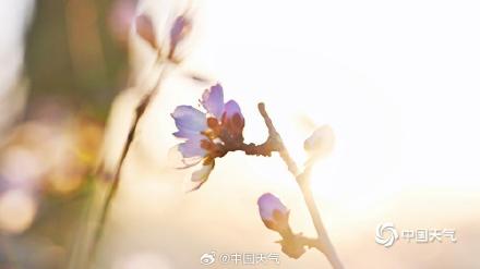 惊艳！北京桃花映日出梦幻又唯美