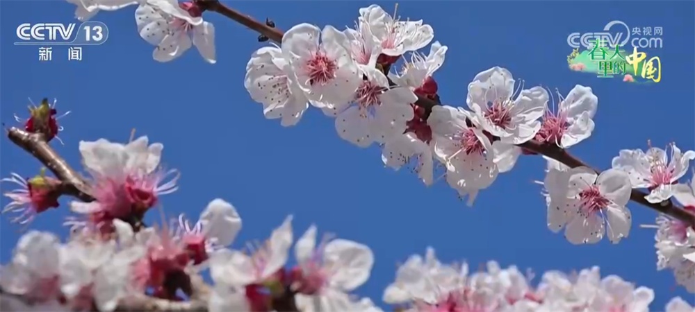 繁花竞放催热“春日经济” 多地围绕“春景产业”深耕文旅市场 繁花竞放催热“春日经济” 多地围绕“春景产业”深耕文旅市场