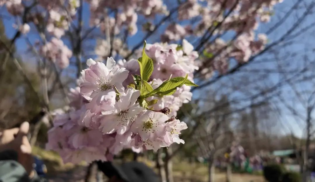 北京春日顶流回归!玉渊潭早樱进入盛放期,交通指南>> 北京春日顶流回归!玉渊潭早樱进入盛放期,交通指南>>