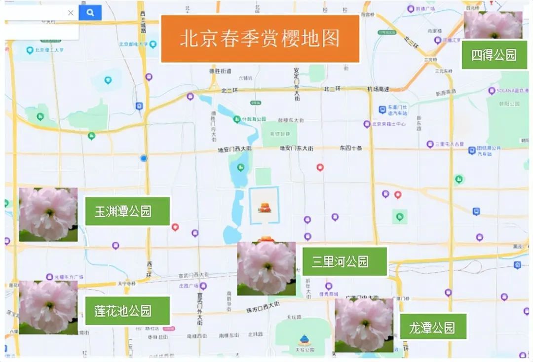 北京春日顶流回归!玉渊潭早樱进入盛放期,交通指南>> 北京春日顶流回归!玉渊潭早樱进入盛放期,交通指南>>