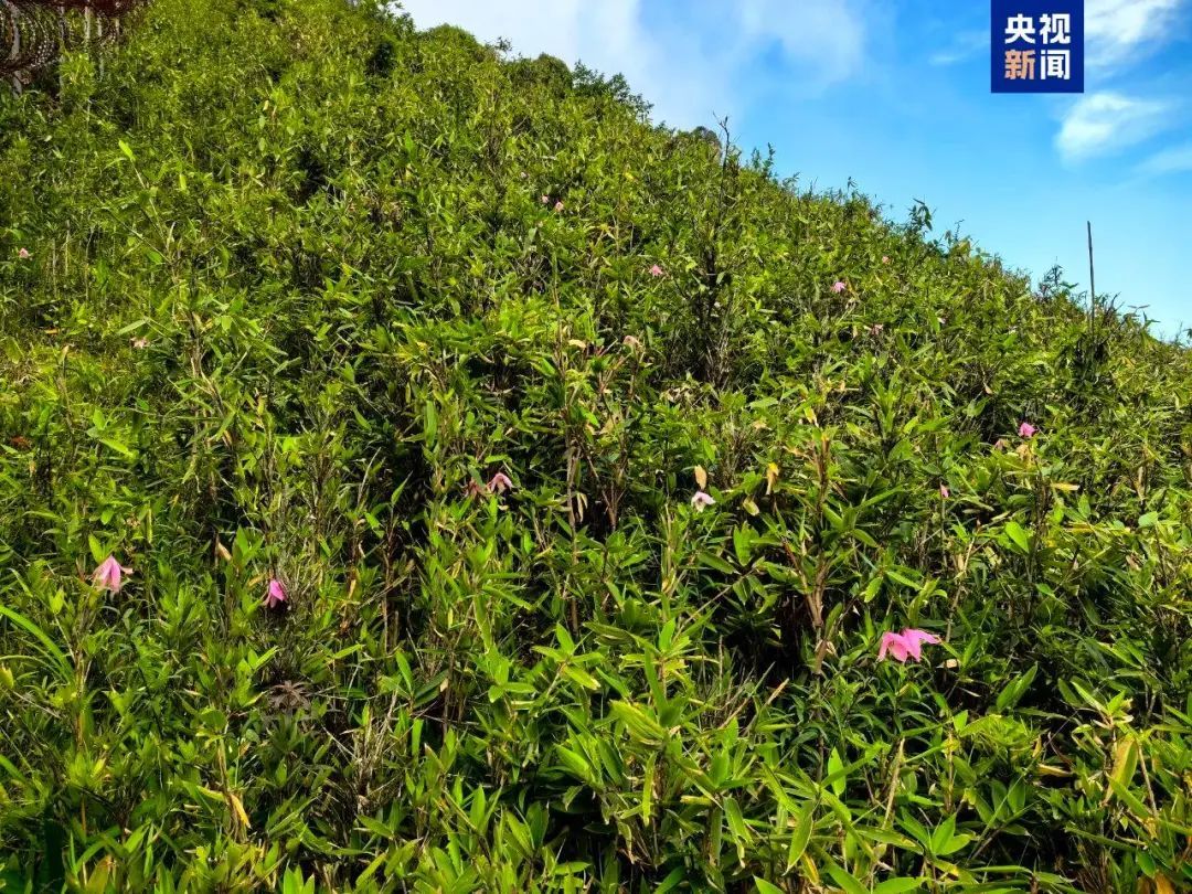 中国百合家族新成员+1!近距离美照公布→ 中国百合家族新成员+1!近距离美照公布→