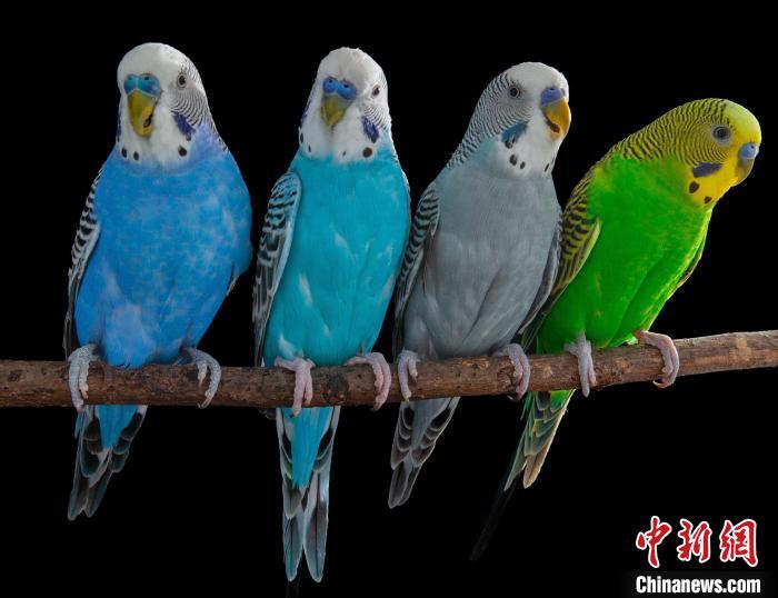 虎皮鹦鹉为何能模仿人类说话？鸟类大脑最新研究揭示言语秘密