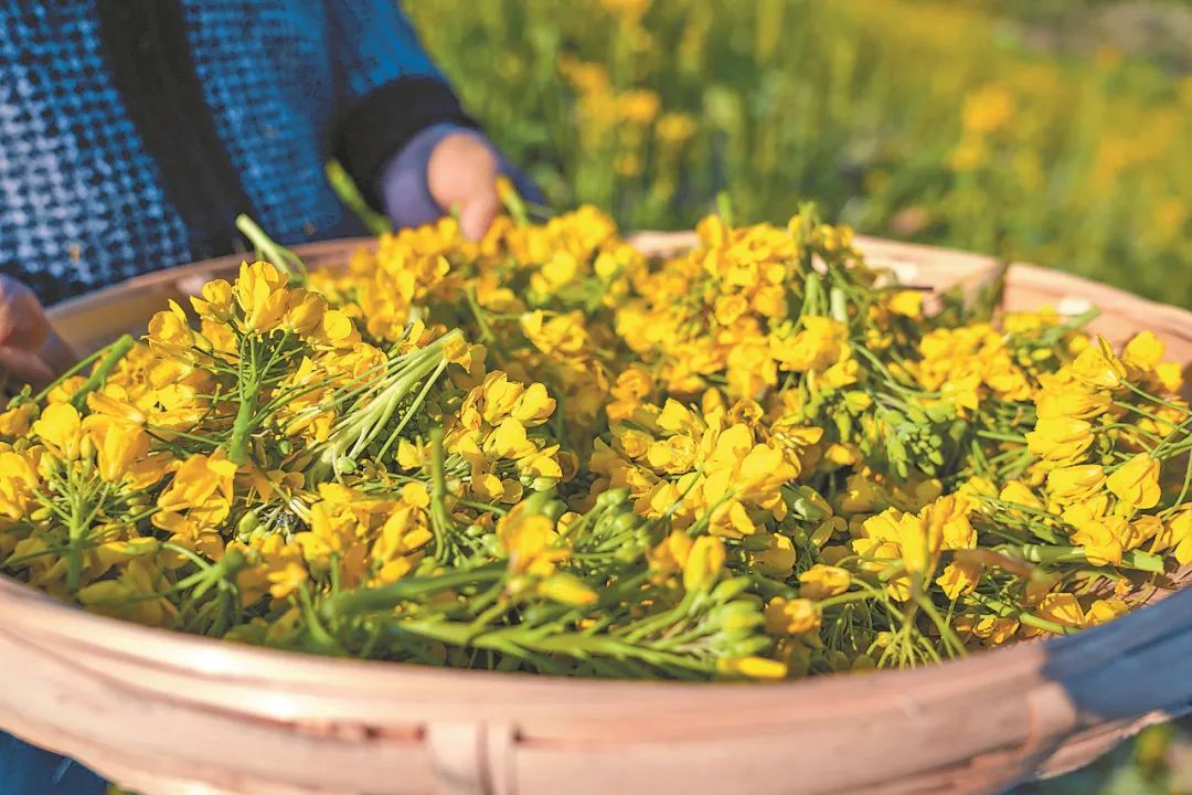 春花和春菜,快到我的碗里来! 春花和春菜,快到我的碗里来!