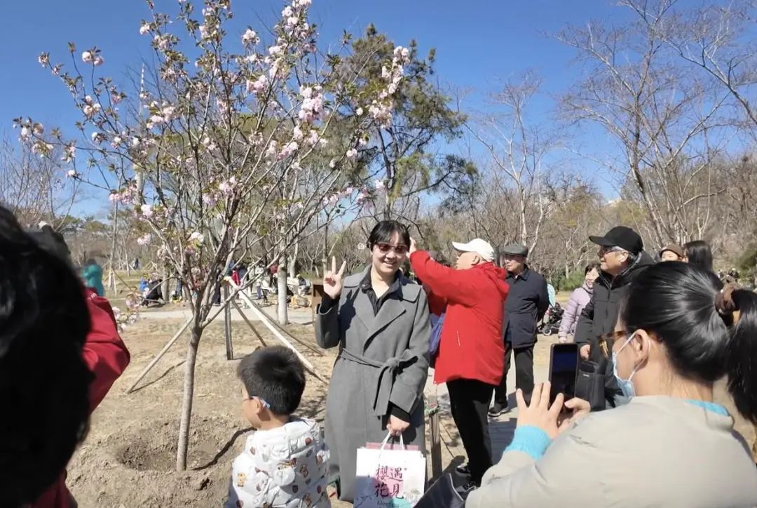 北京春日顶流回归!玉渊潭早樱进入盛放期,交通指南>> 北京春日顶流回归!玉渊潭早樱进入盛放期,交通指南>>