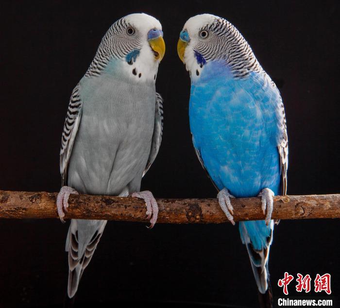 虎皮鹦鹉为何能模仿人类说话？鸟类大脑最新研究揭示言语秘密