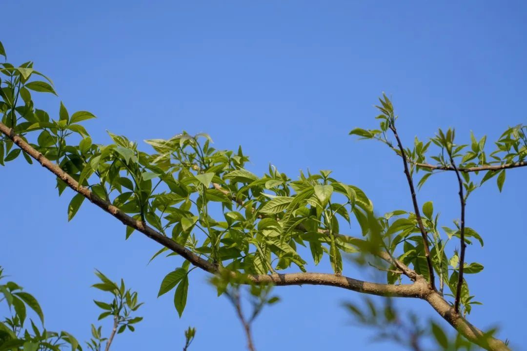 春花和春菜,快到我的碗里来! 春花和春菜,快到我的碗里来!