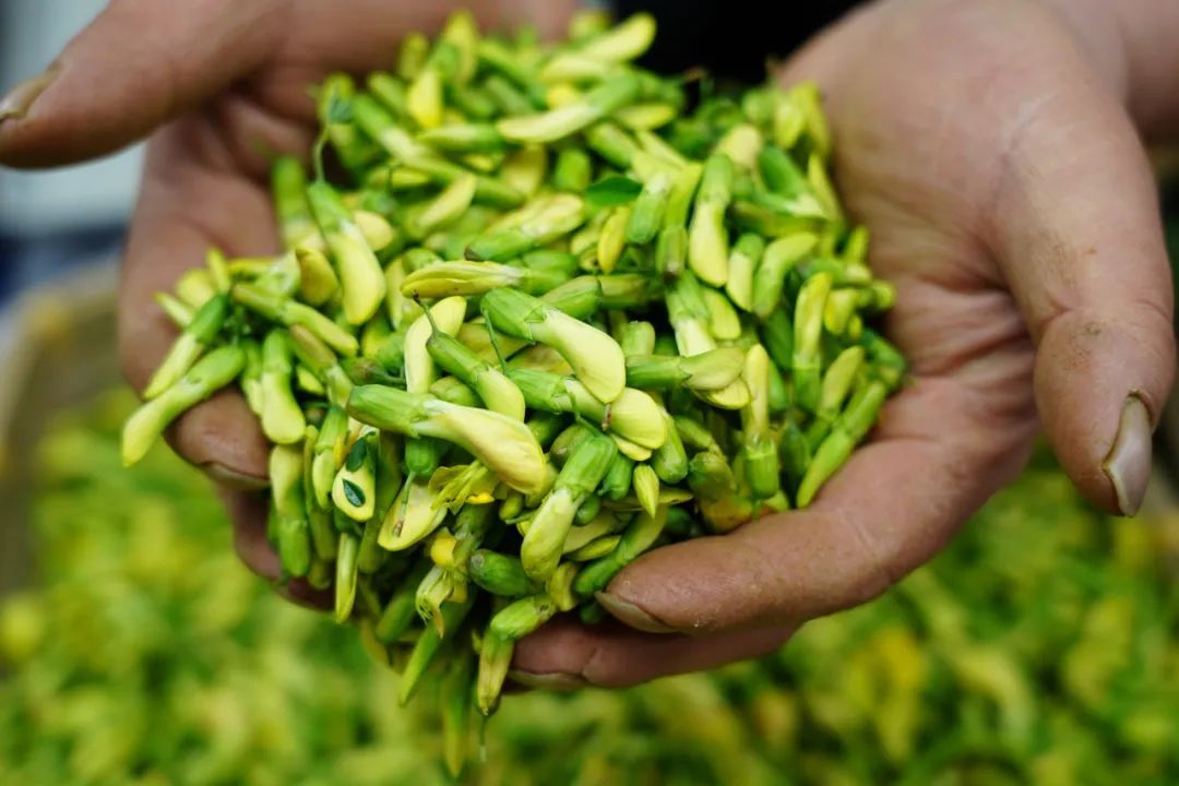 春花和春菜,快到我的碗里来! 春花和春菜,快到我的碗里来!