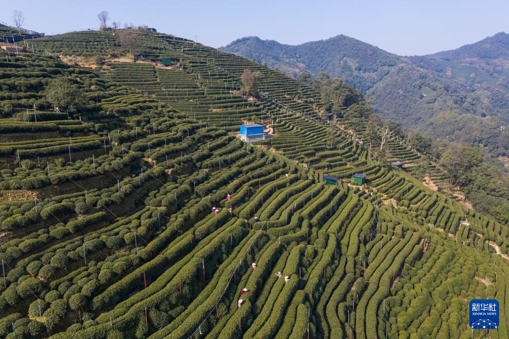 西湖龙井茶正式开采