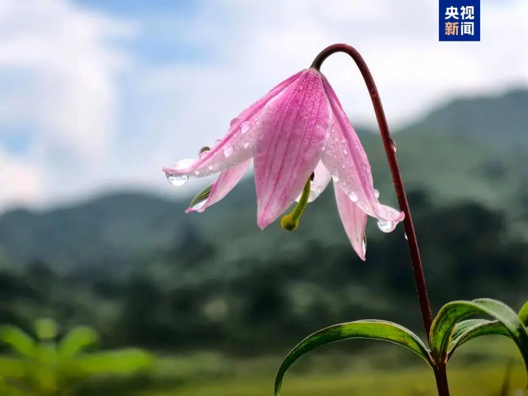 中国百合家族新成员+1!近距离美照公布→ 中国百合家族新成员+1!近距离美照公布→