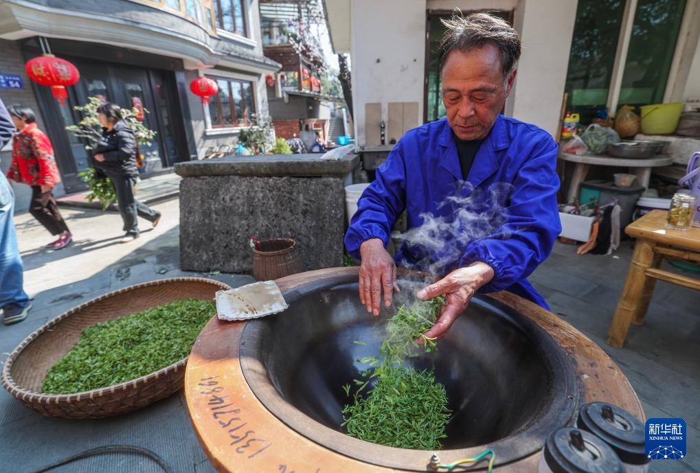 西湖龙井茶正式开采