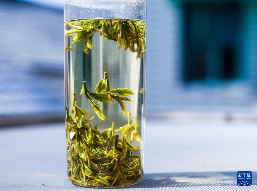 西湖龙井茶正式开采