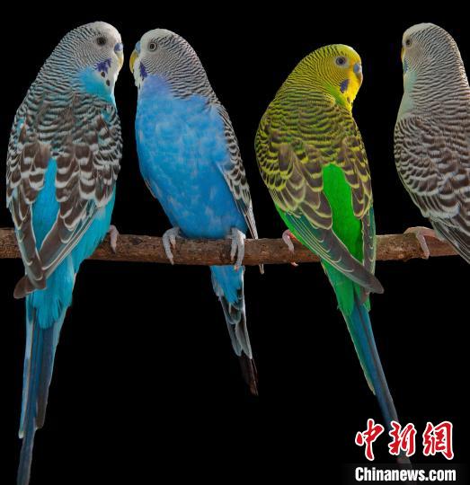 虎皮鹦鹉为何能模仿人类说话？鸟类大脑最新研究揭示言语秘密