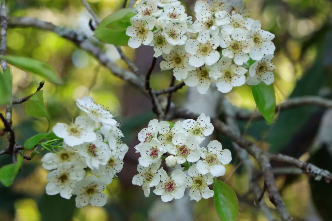 春花和春菜,快到我的碗里来! 春花和春菜,快到我的碗里来!