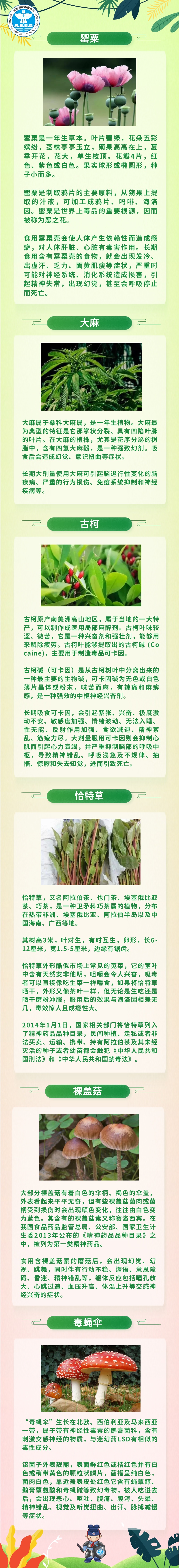 春分到，去“打野”！这些“野菜”可千万别挖，小心有毒！