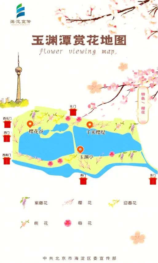 北京春日顶流回归!玉渊潭早樱进入盛放期,交通指南>> 北京春日顶流回归!玉渊潭早樱进入盛放期,交通指南>>