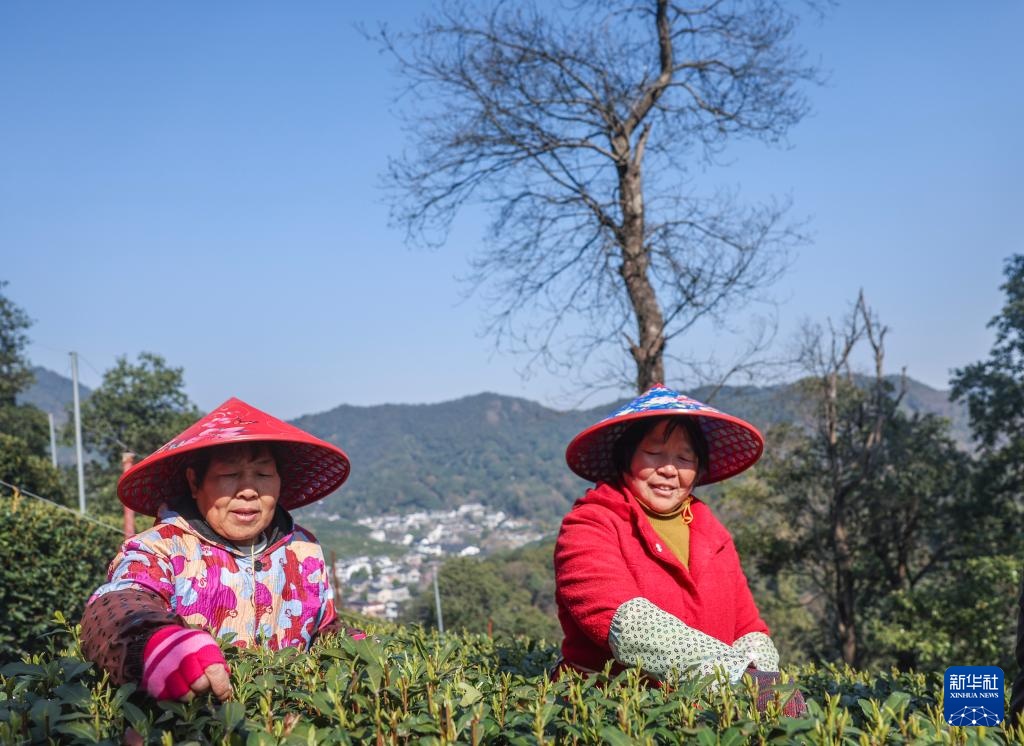 西湖龙井茶正式开采