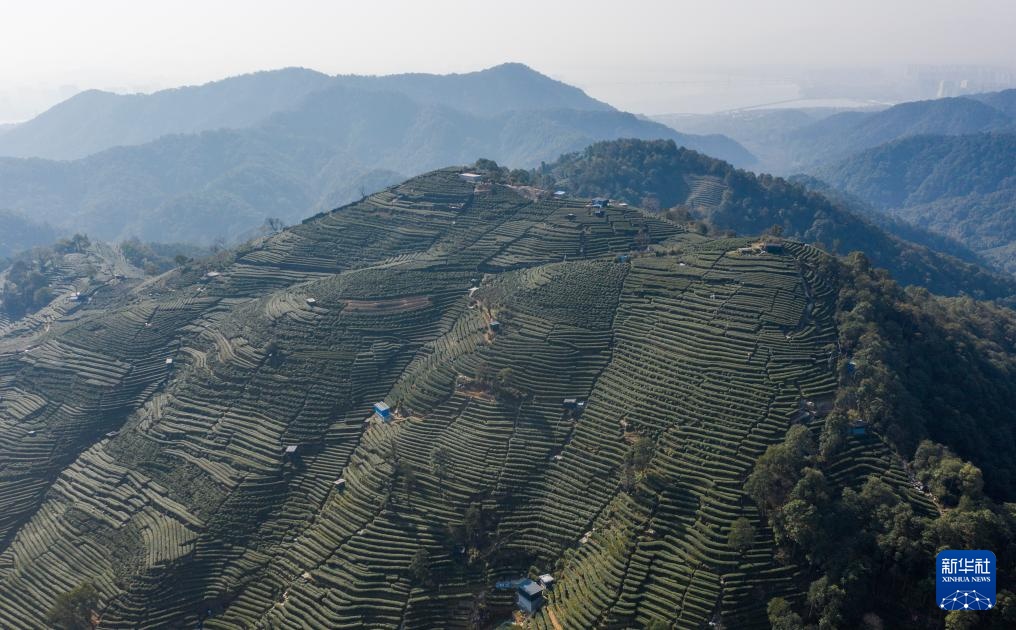 西湖龙井茶正式开采