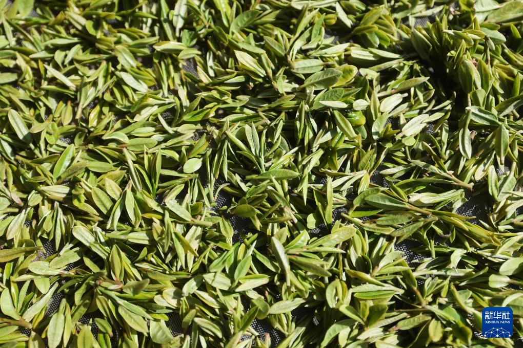 西湖龙井茶正式开采