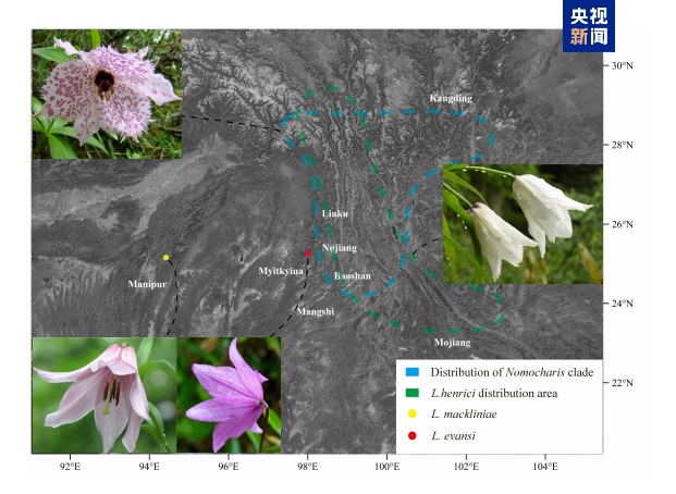 中国百合家族新成员+1!近距离美照公布→ 中国百合家族新成员+1!近距离美照公布→
