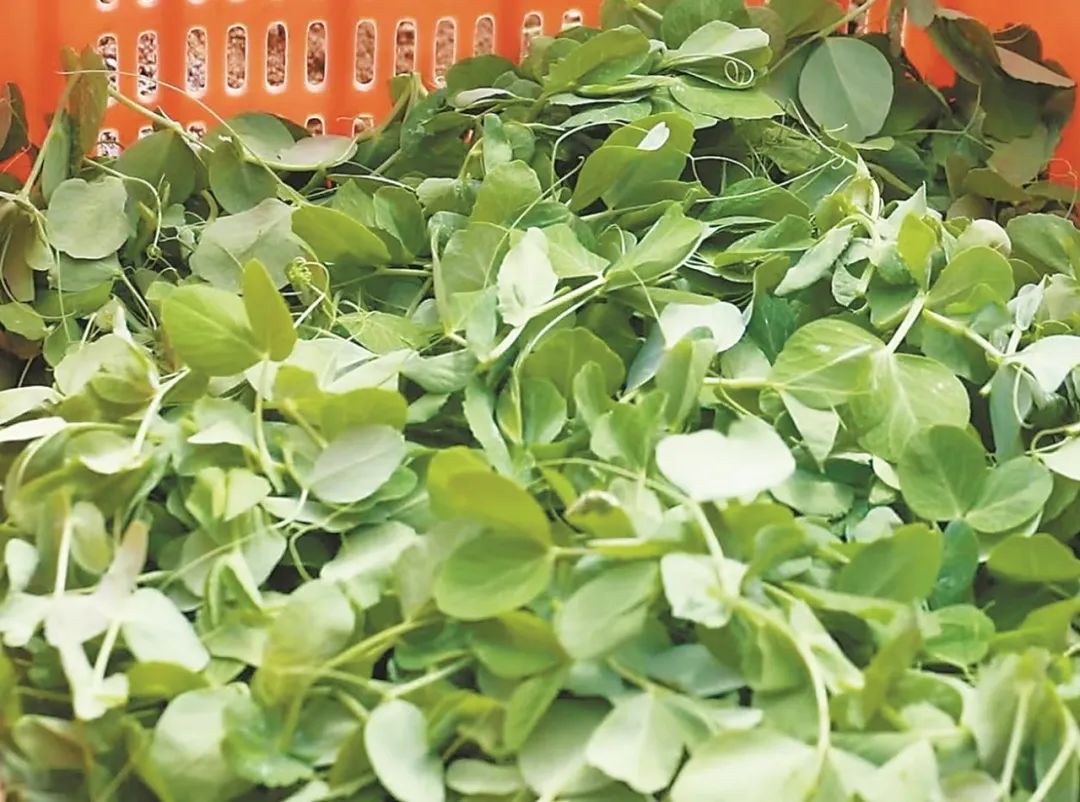 春花和春菜,快到我的碗里来! 春花和春菜,快到我的碗里来!