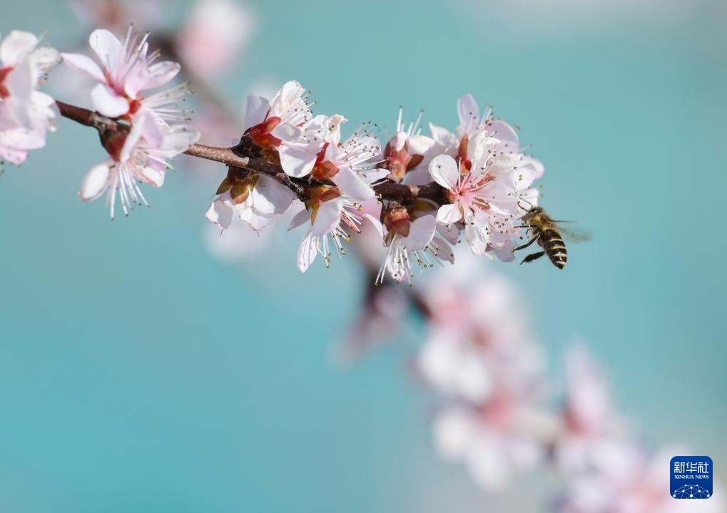 春暖赏花正当时