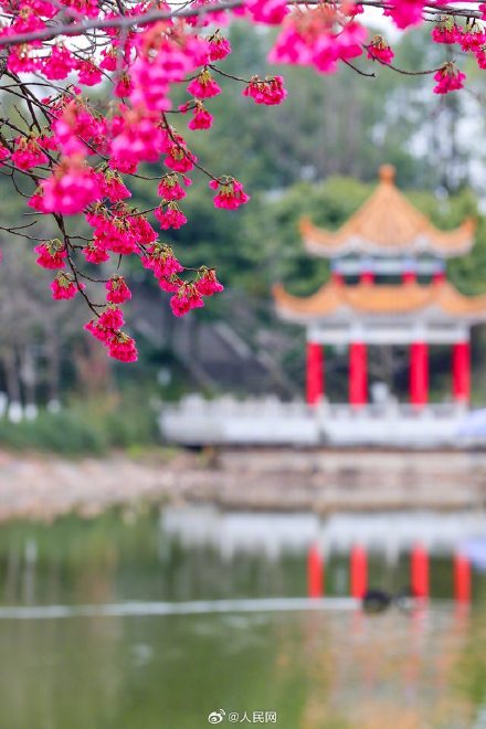 美!校园春日限定景致浪漫来袭 美!校园春日限定景致浪漫来袭