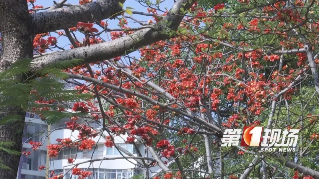 @深圳人,这个东西千万别捡了! @深圳人,这个东西千万别捡了!