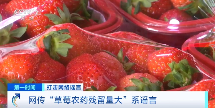 网传“草莓农药残留量大”,出现“草莓瘟”?!真相竟是…… 网传“草莓农药残留量大”,出现“草莓瘟”?!真相竟是……