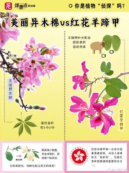 码住！一组图教你区分“撞脸”花花