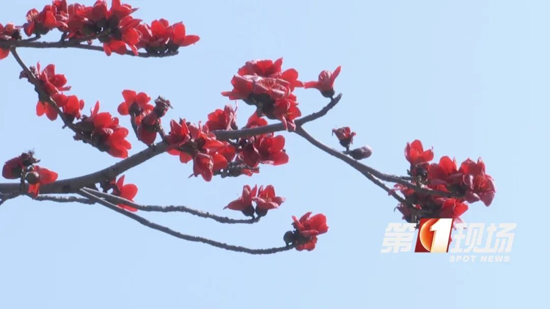 @深圳人,这个东西千万别捡了! @深圳人,这个东西千万别捡了!