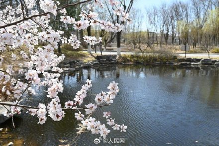 美!校园春日限定景致浪漫来袭 美!校园春日限定景致浪漫来袭