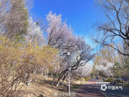 暖意催花开 北京奥森桃花沟满树繁花