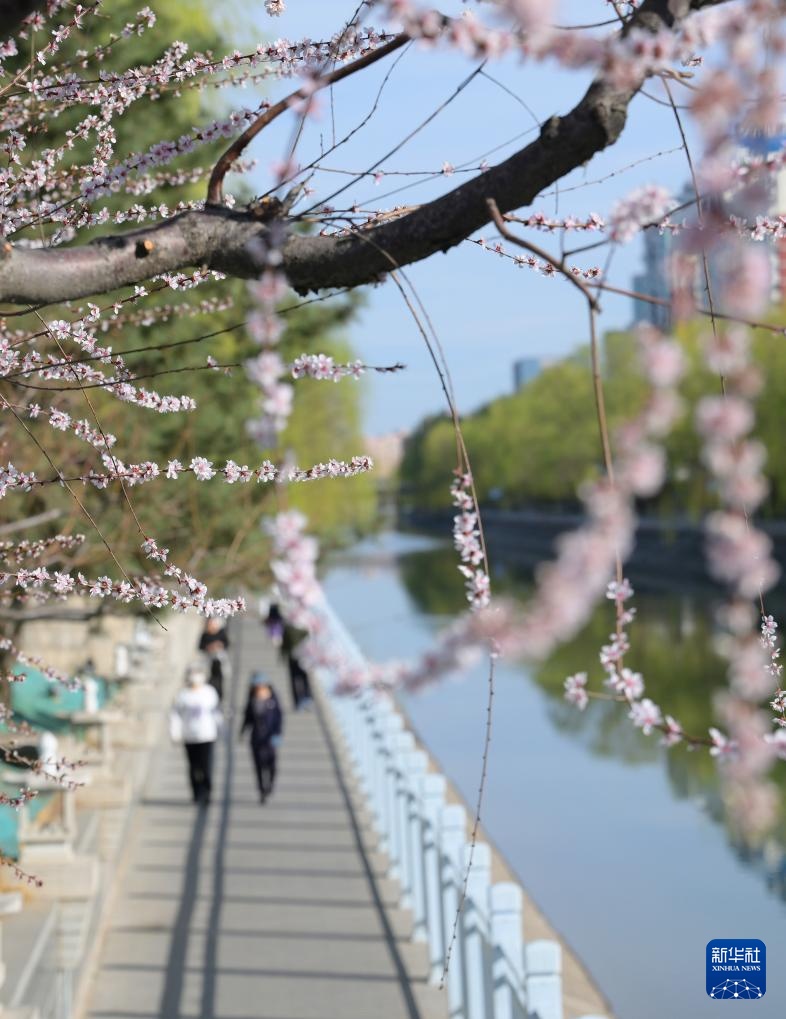 春暖赏花正当时