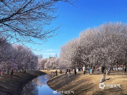 暖意催花开 北京奥森桃花沟满树繁花