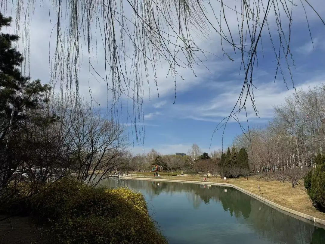 春季花粉高峰期，北京这样“降浓度”