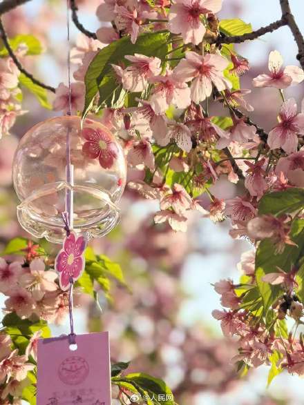 美!校园春日限定景致浪漫来袭 美!校园春日限定景致浪漫来袭