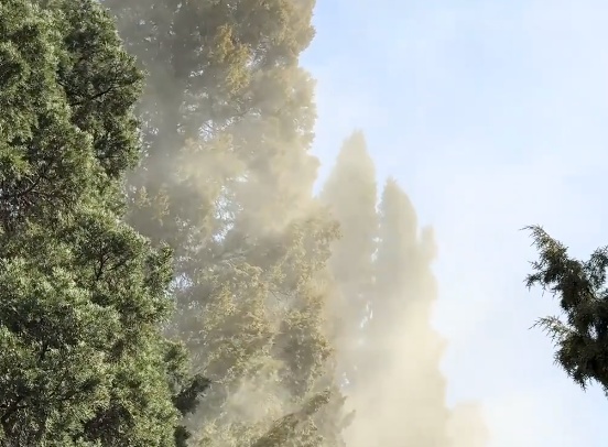 天坛公园的柏树“冒烟”了！北京：逐步更换易致敏树种