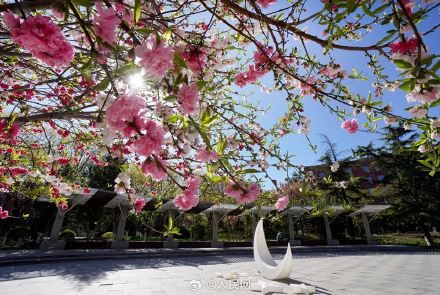 美!校园春日限定景致浪漫来袭 美!校园春日限定景致浪漫来袭