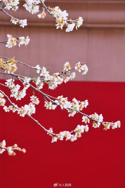 美!校园春日限定景致浪漫来袭 美!校园春日限定景致浪漫来袭