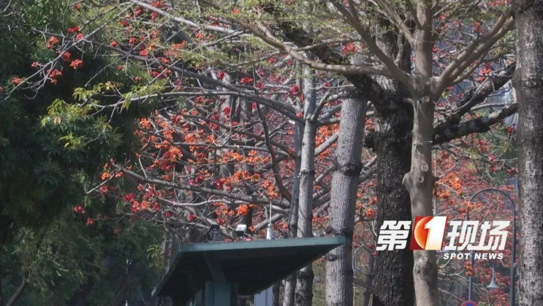 @深圳人,这个东西千万别捡了! @深圳人,这个东西千万别捡了!