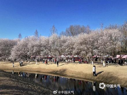 暖意催花开 北京奥森桃花沟满树繁花