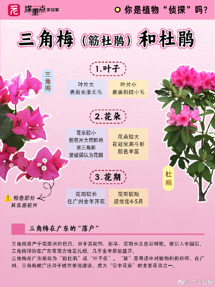 码住！一组图教你区分“撞脸”花花