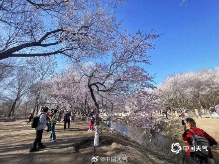 暖意催花开 北京奥森桃花沟满树繁花