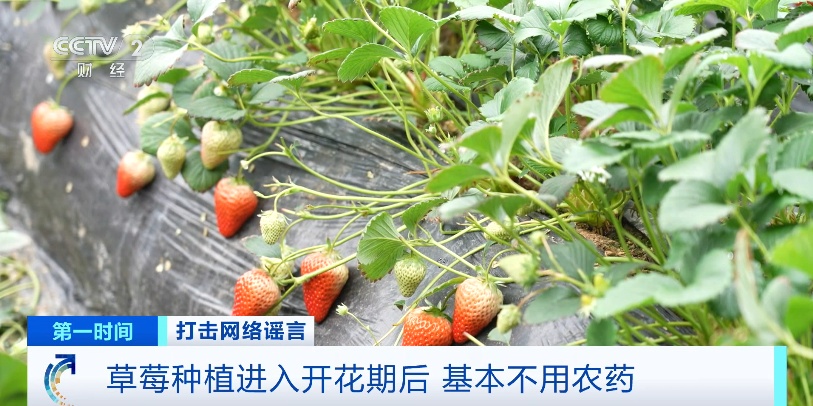 网传“草莓农药残留量大”，出现“草莓瘟”？！真相竟是→