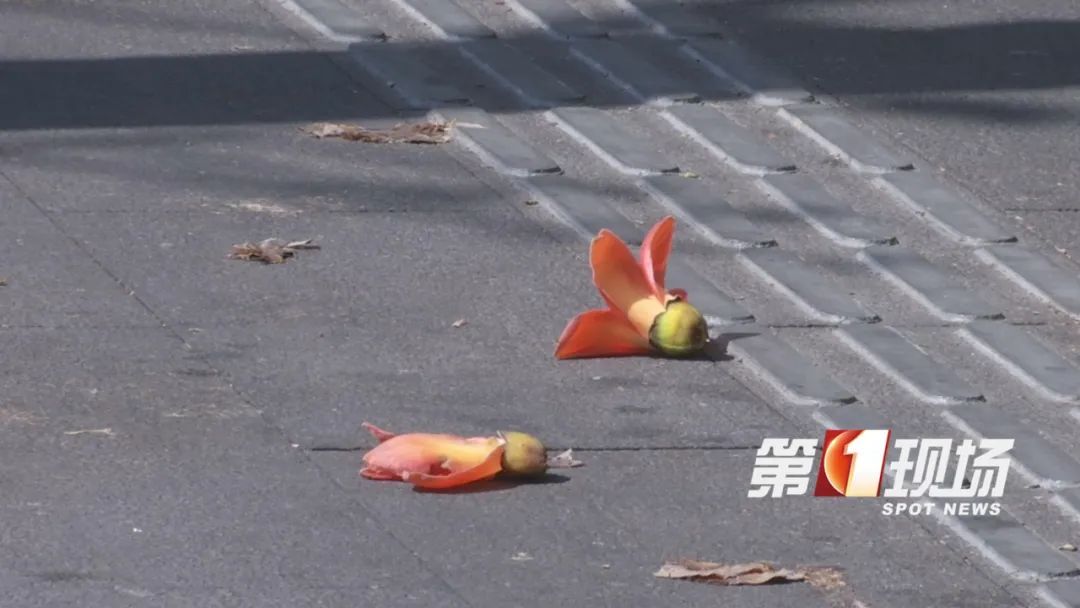 @深圳人,这个东西千万别捡了! @深圳人,这个东西千万别捡了!