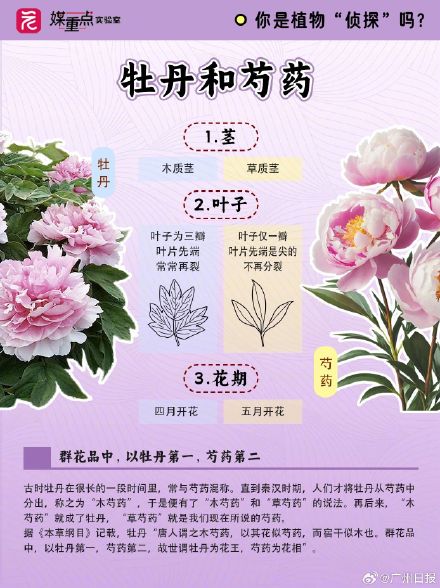 码住！一组图教你区分“撞脸”花花
